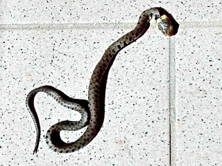 Un serpentello in casa a Sant'Andrea di Conza